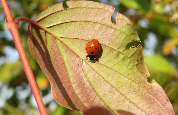 Ladybug Red Leaf Garden Natural Background — Stock Photo, Image