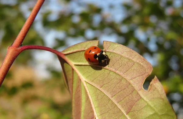 Ladybug Red Leaf Garden Natural Background — Stock Photo, Image