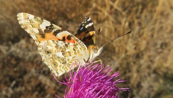 Gyönyörű Festett Hölgy Pillangó Bogáncs Virágok Réten Természetes Háttér — Stock Fotó