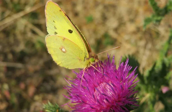 Schöne Zitronenfalter Auf Distelblume Feld — Stockfoto