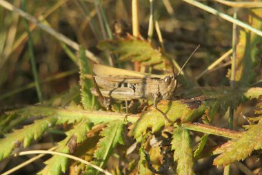  Brown grasshopper on plant in the garden