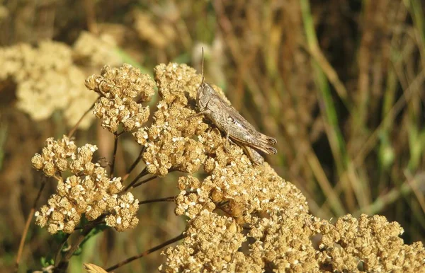 Brown Grasshopper Yarrow Plant Field — Stockfoto