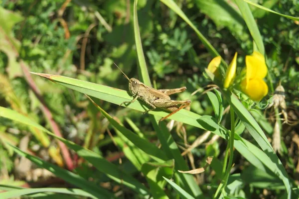 Hermoso Saltamontes Marrón Sobre Hierba Verde Naturaleza —  Fotos de Stock