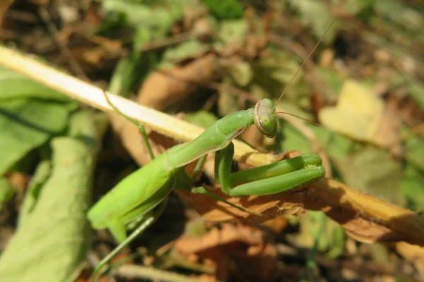 Green Mantis Garden Natural Background — ストック写真