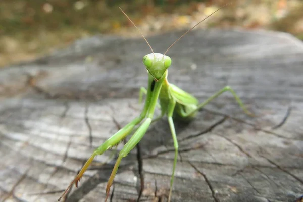 Green Mantis Tree Stump Garden Closeup — Φωτογραφία Αρχείου