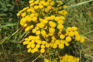 Tarlada Çiçekler sarı solucan otu