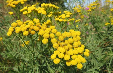 Tarlada Çiçekler sarı solucan otu