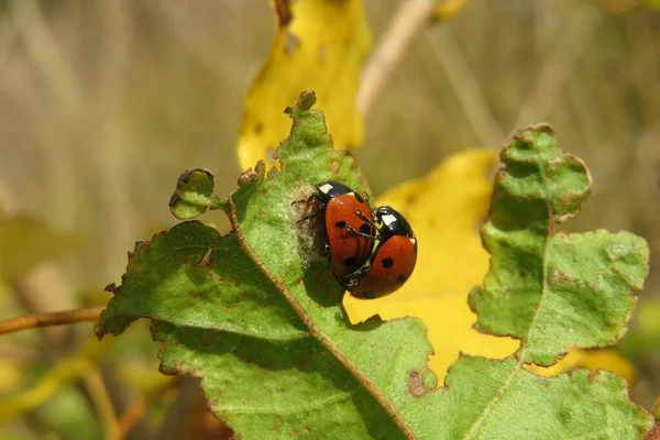 Mating Ladybugs Colored Leaf Wild — Stock Photo, Image