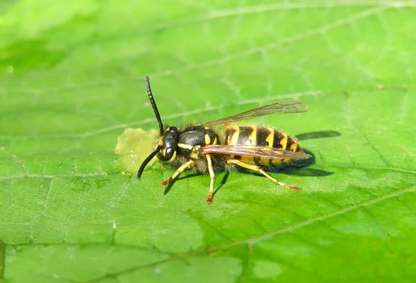 Wasp Jíst Med Zeleném Listovém Pozadí — Stock fotografie