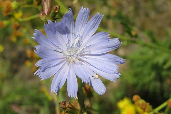 Beautiful Blue Chicory Flower Field — Stock Photo, Image