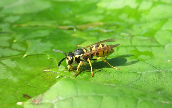 Wasp Green Leaves Drink Water Natural Green Background — Stok fotoğraf