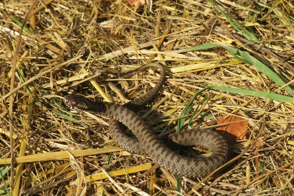 Brown Steppe Snake Grass Natural Background — ストック写真