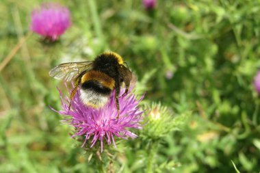 Çayırdaki devedikeni çiçeğinin üzerindeki yabanarısı, yakın plan.