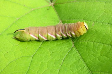 Doğal yeşil yapraklar üzerinde Privet Hawk güvesi tırtıl ligustri