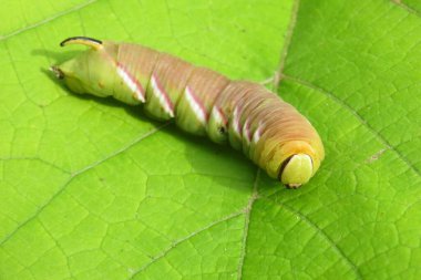 Doğal yeşil yapraklar üzerinde Privet Hawk güvesi tırtıl ligustri