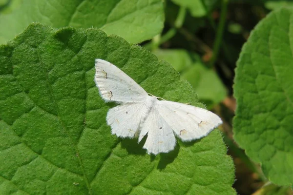 Krásná Bílá Můra Motýl Zeleném Listoví Pozadí Divočině — Stock fotografie