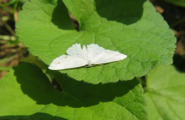 Beautiful White Moth Butterfly Green Leafs Background Wild — Stock Photo, Image