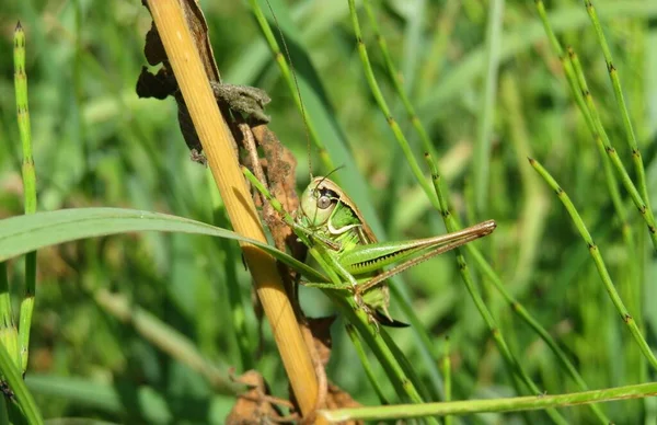 Prachtige Groene Sprinkhaan Plant Het Wild Europa — Stockfoto