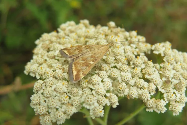 Krásný Hnědý Motýl Motýl Yarrow Květiny Louce — Stock fotografie