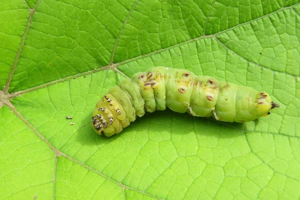 自然绿叶背景上的二等兵鹰蛾毛虫狮身人面像 — 图库照片