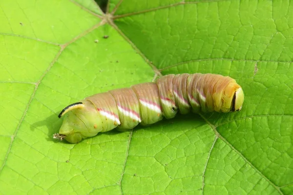 Teigne Faucon Privé Chenille Sphinx Ligustri Sur Fond Feuilles Vertes — Photo