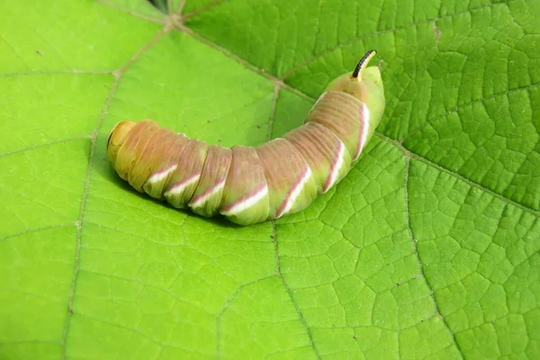 Teigne Faucon Privé Chenille Sphinx Ligustri Sur Fond Feuilles Vertes — Photo