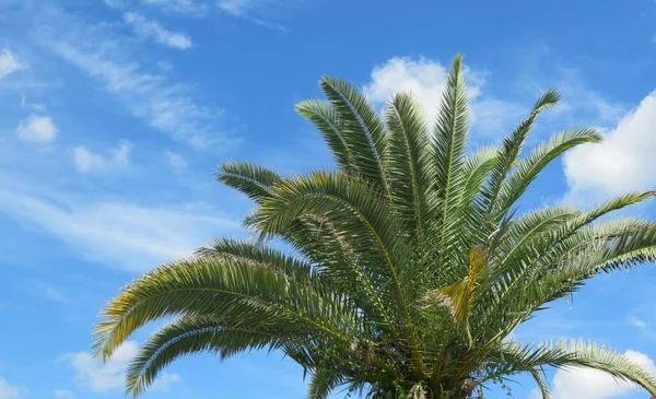Piękna Palma Tle Błękitnego Nieba Florydzie — Zdjęcie stockowe