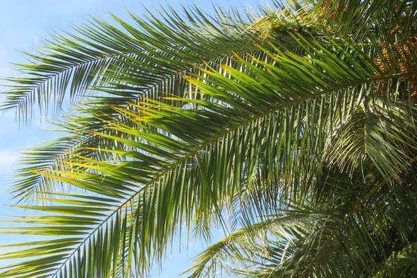 Bela Palmeira Fundo Céu Azul Flórida — Fotografia de Stock