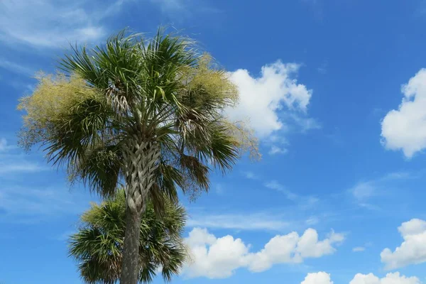 Hermosa Palmera Sobre Fondo Azul Del Cielo Florida — Foto de Stock