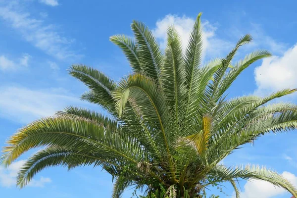 Hermosa Palmera Sobre Fondo Azul Del Cielo Florida — Foto de Stock