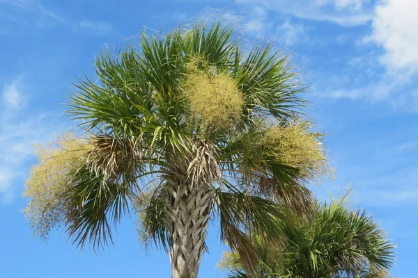 Beautiful Palm Tree Blue Sky Background Florida — Stock Photo, Image