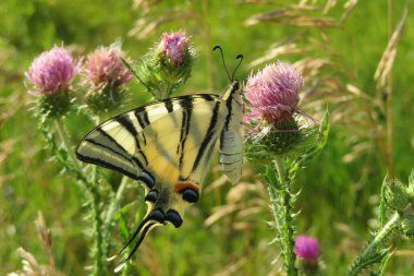 Güzel kırlangıç kelebeği tarlada devedikeni çiçekleri, yakın plan