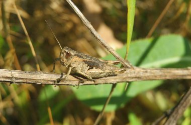Bahçedeki dalda güzel kahverengi çekirge, doğal arka plan.