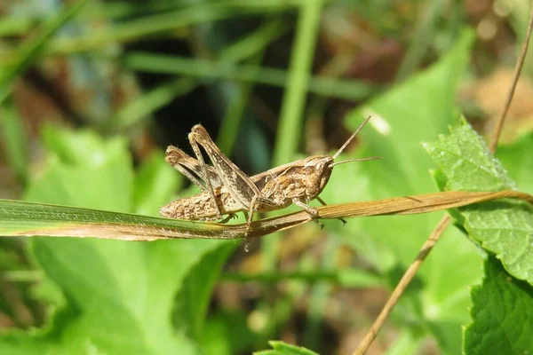 Bella Cavalletta Marrone Ramo Giardino Sfondo Naturale — Foto Stock