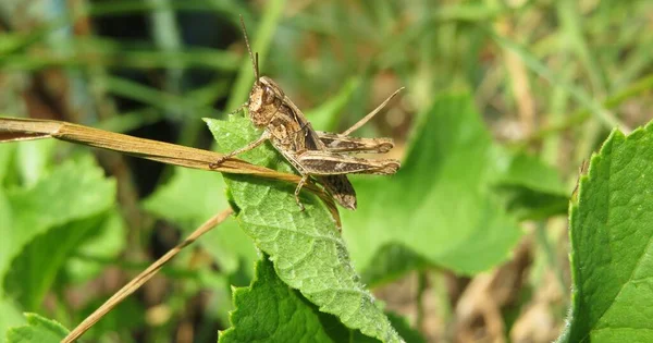 Bella Cavalletta Marrone Foglie Sfondo Verde Naturale — Foto Stock