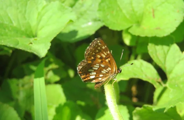 Piękny Brązowy Motyl Zielonych Liściach Ogrodzie Zbliżenie — Zdjęcie stockowe