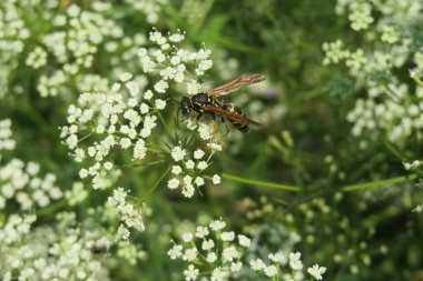 Çayırdaki falkaria çiçekleri üzerinde eşekarısı, yakın plan.