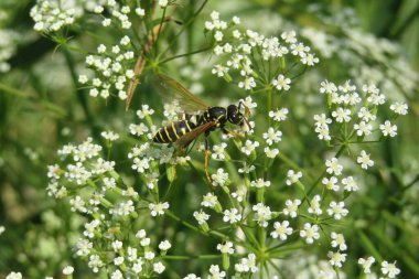 Çayırdaki falkaria çiçekleri üzerinde eşekarısı, yakın plan.