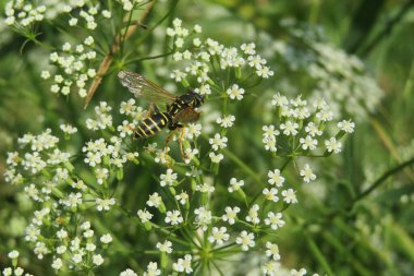 Çayırdaki falkaria çiçekleri üzerinde eşekarısı, yakın plan.