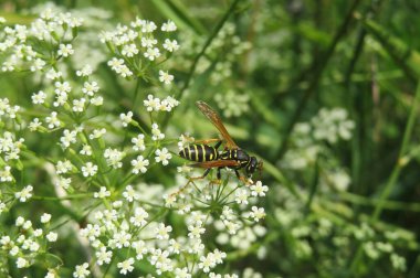 Çayırdaki falkaria çiçekleri üzerinde eşekarısı, yakın plan.