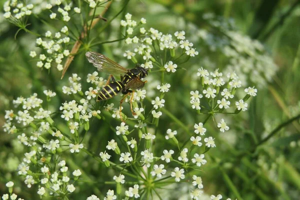 Çayırdaki falkaria çiçekleri üzerinde eşekarısı, yakın plan.