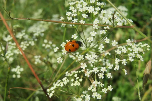 Red Ladybug White Field Flowers Closeup — Stock Photo, Image