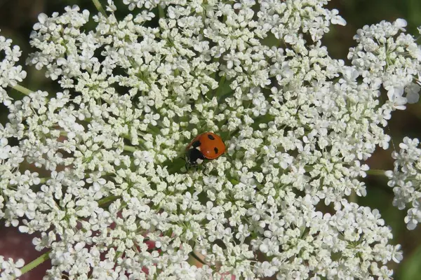 Lieveheersbeestje Witte Wiet Bloemen Achtergrond — Stockfoto