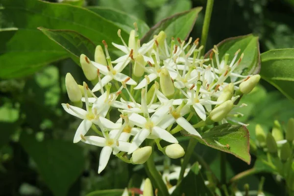 Närbild Vackra Cornus Sanguinea Blommor Blommar Trädgården — Stockfoto