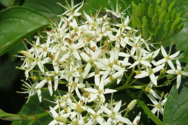 Großaufnahme Schöner Kornus Sanguinea Blumen Die Garten Blühen — Stockfoto