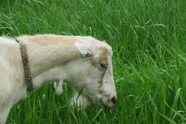 Nahaufnahme Von Braunen Ziegen Die Auf Der Wiese Auf Grünem — Stockfoto