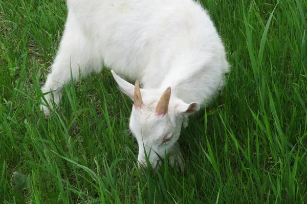 White Goat Grazing Meadow Natural Grass Background — Stock Photo, Image