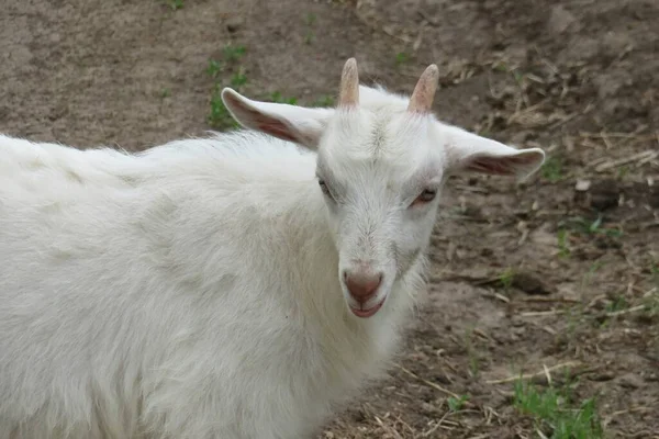 Close Van Witte Geit Het Dorp — Stockfoto