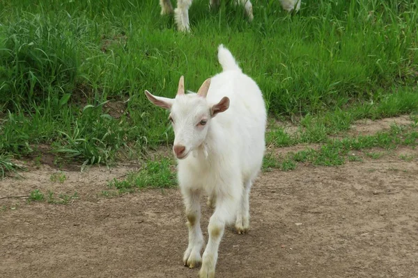 村のパス上の若い白いヤギ — ストック写真