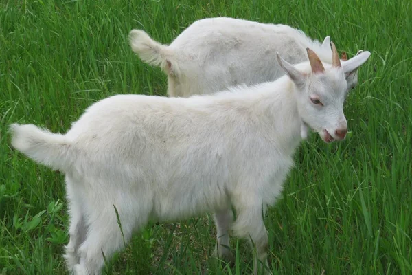 緑の芝生の背景に牧草地で美しい2頭のヤギの放牧 — ストック写真